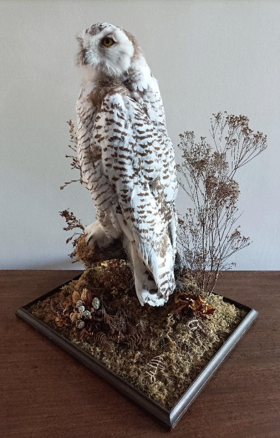 A Cased Taxidermy Snowy Owl, 1920’s (6).jpg